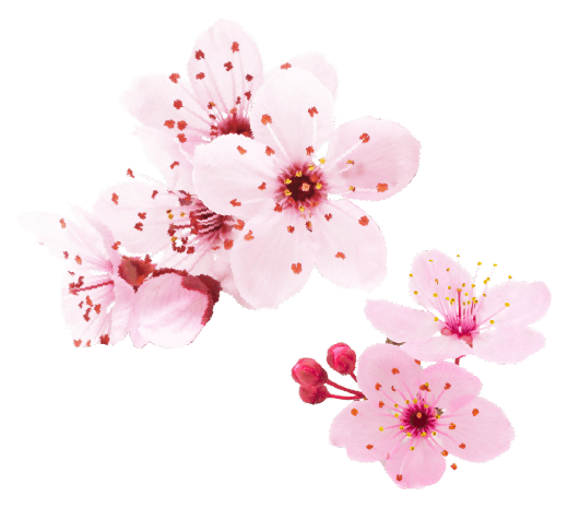 桜